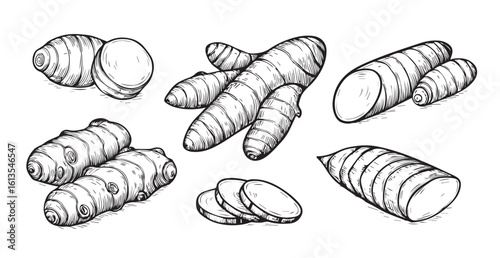 Hand drawn sketch of ginger roots and slices silhouette