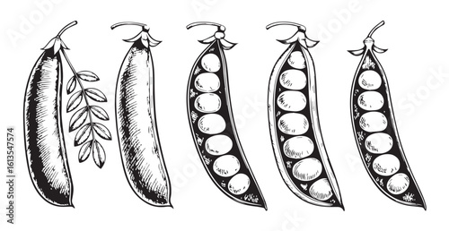 Detailed hand drawn sketch of pea pods in silhouette