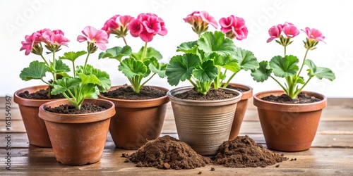 Pelargonium zonal seedlings in plastic flower pots, potting mix, gardening,  potting mix,gardening