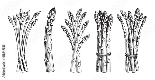 Detailed hand drawn illustration of asparagus bunches silhouette