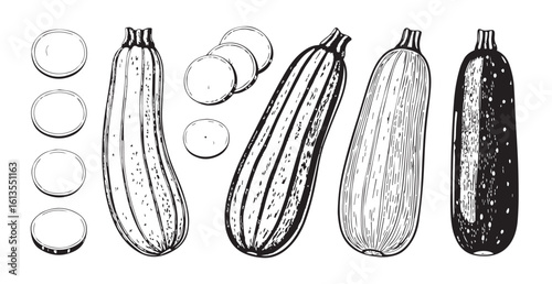 Variety of zucchini and sliced zucchini silhouette