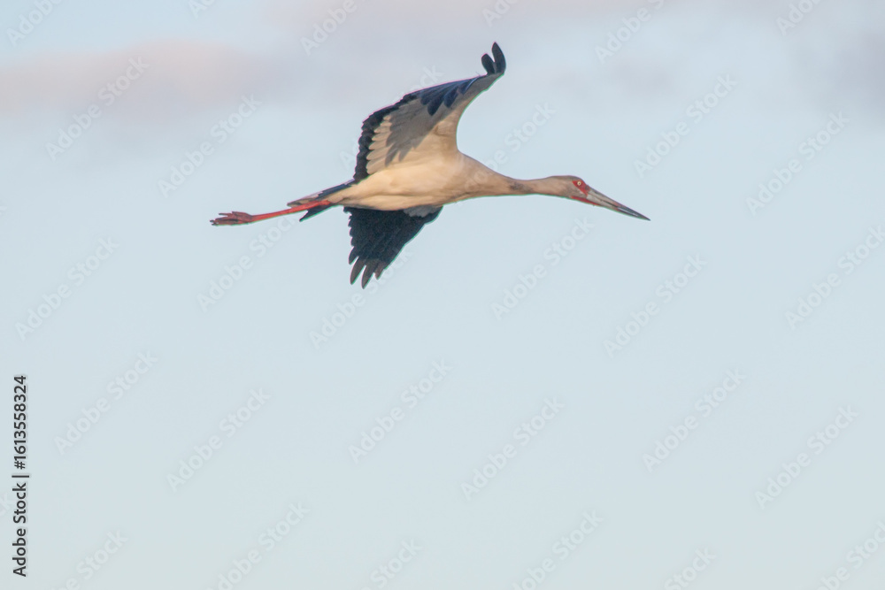 Fototapeta premium Heron flying over the pond