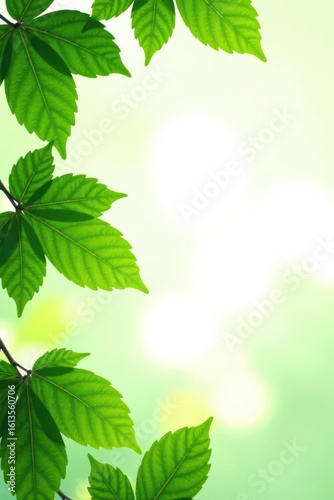 Vibrant green chestnut leaves isolated on white , foliage, eco, design