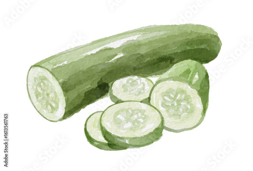 Hand painted watercolor cucumber isolated