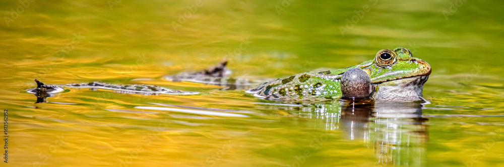 Obraz premium Male Lowland frog inflating its vocal sacs by swimming in a pond. Pelophylax ridibundus, Touraine, Indre et Loire 37, région Centre Val de Loire, France, European Union, Europe