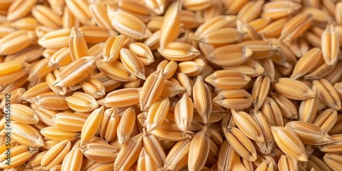 Raw Paddy Rice Closeup