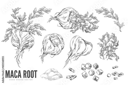 Maca roots with leaves, supplement tablets and powder product ink sketch vector set, engraved hand drawn tuber superfood
