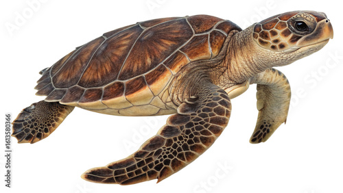 Photo of a loggerhead sea turtle swims gracefully, its patterned shell and flippers clearly visible against a stark transparent background