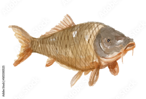 Watercolor carp fish isolated on white background