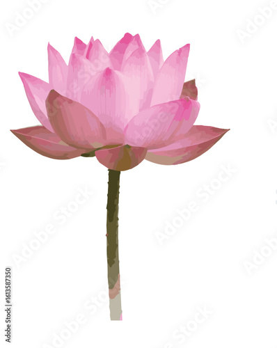pink water lily