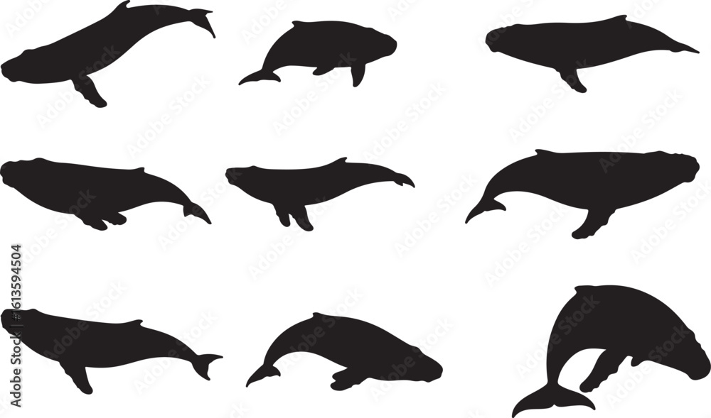 Obraz premium Right Whale Solid Vector Silhouette