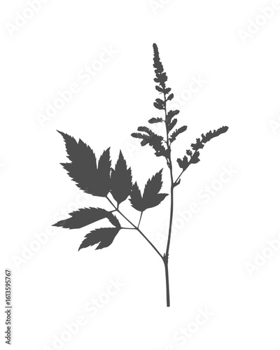 Silhouette Astilbe inflorescence, black imprint, stamp, element design. Isolated on white background.