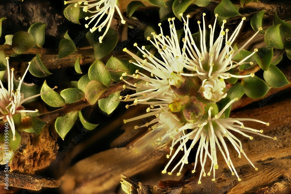 Φωτογραφία Close-up of Muntries (Kunzea pomifera) flowers and foliage