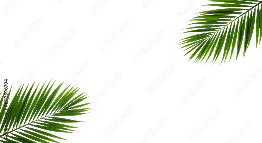Fototapeta premium Vibrant green palm fronds with detailed texture isolated on transparent background