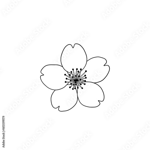 A delicate cherry blossom isolated on white background in full bloom