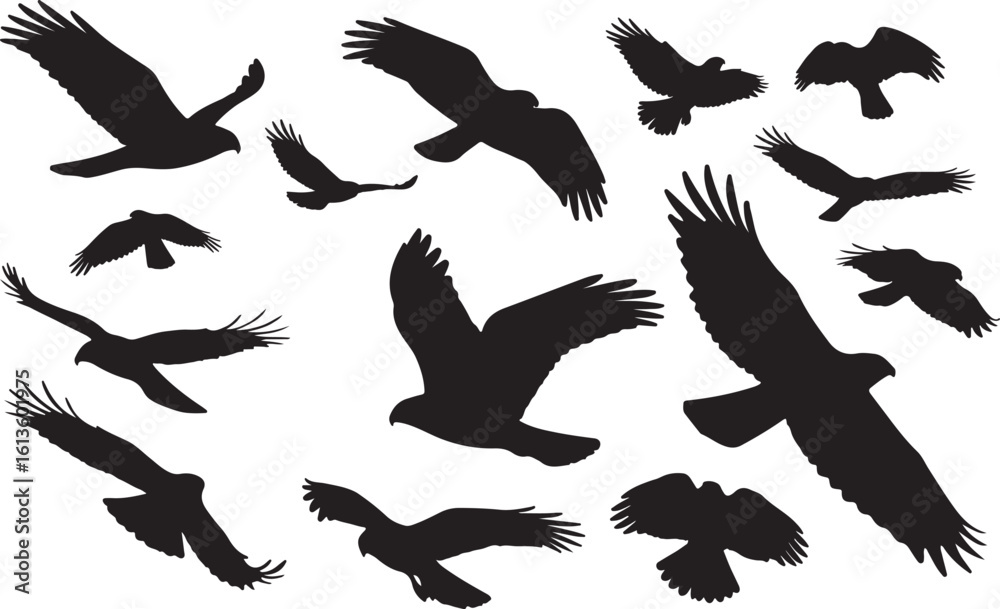 Obraz premium Swainson's Hawk Solid Vector Silhouette