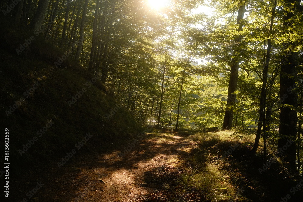 Obraz premium Sunlight gently shines through trees on a beautiful path