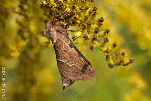 moth orange swift Triodia sylvina sitting hanging on a wild flower