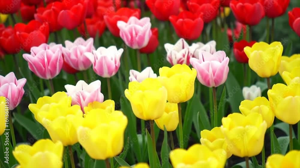 Vibrant tulip garden in full bloom. Close-up of colorful tulips in spring. Striking striped tulips with lush green leaves. Vibrant tulip garden in full bloom. Close-up of colorful tulips in spring. Striking striped tulips with lush green leaves.