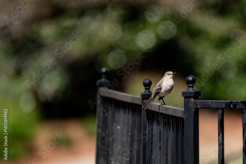 mockingbird on a fence