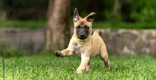 Papier peint Playful Belgian Malinois puppies running and playing on a green grass field outdoors on a sunny day