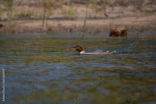Merganser duck in the water 6