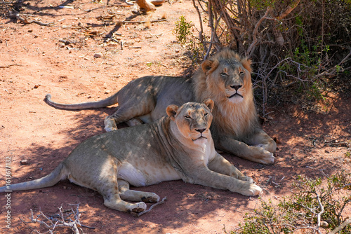 A majestic pair of lions rests on the reddish soil of the African savanna. The male with a golden mane sits behind the relaxed lioness, surrounded by dry branches and sparse bushes in the shade.