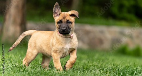 Playful Belgian Malinois puppies running and playing on a green grass field outdoors on a sunny day. Happy, active dogs ennjoying nature, training and having fun. Purebred working dog breed, energetic