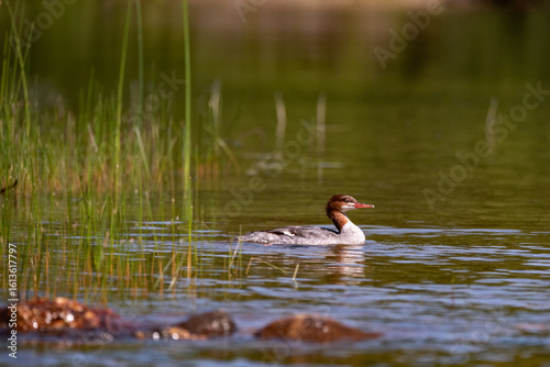 Merganser duck in the water 4
