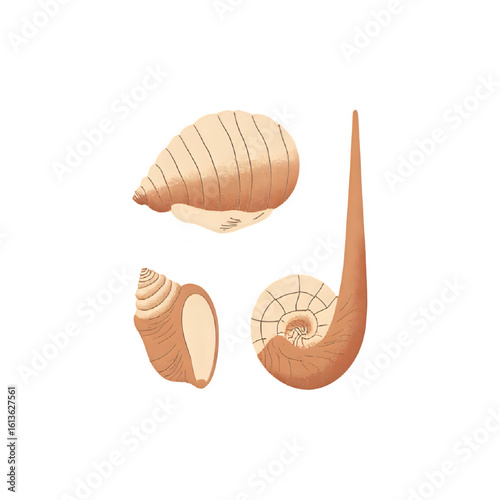 Seashell Illustrations: Detailed Drawings of Spiral, Cone & Bivalve Shells for Marine Biology, Nature Art & Design Projects