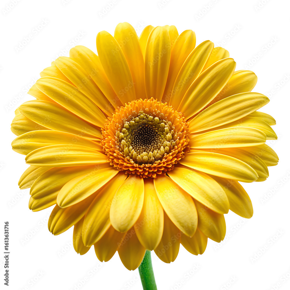 Vibrant yellow daisy flower blossom close up isolated on transparent background