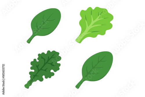 Leafy greens vector icon set. Isometric flat design illustration of fresh culinary spinach, lettuce, kale, and collard green leaf. Healthy food, salad vegetable concept.