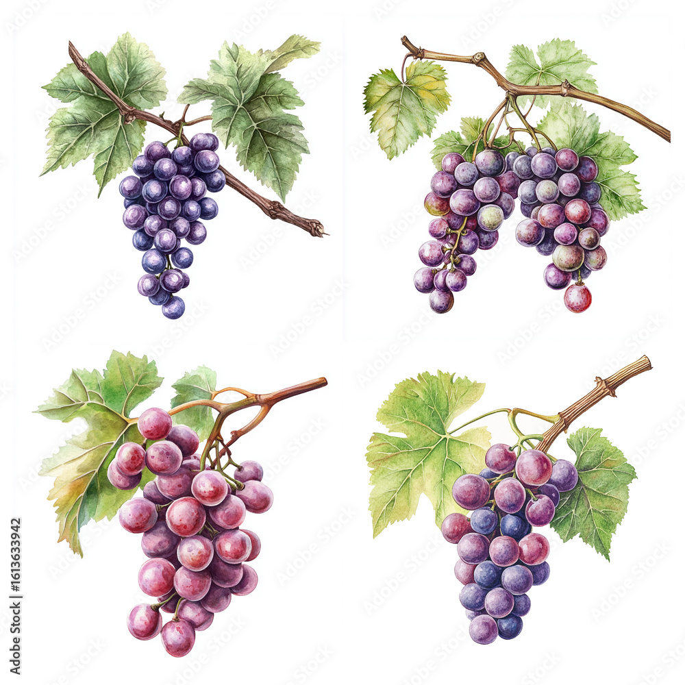 Fototapeta premium Set of four botanical watercolor illustrations of grapes with clusters, leaves, and stems. Detailed and natural style, perfect for design and educational projects.