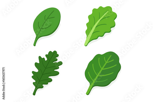 Culinary leafy greens vector icon set. Isometric flat design illustration of spinach, lettuce, kale, and salad leaves. Concept for healthy eating, diet, and organic food.