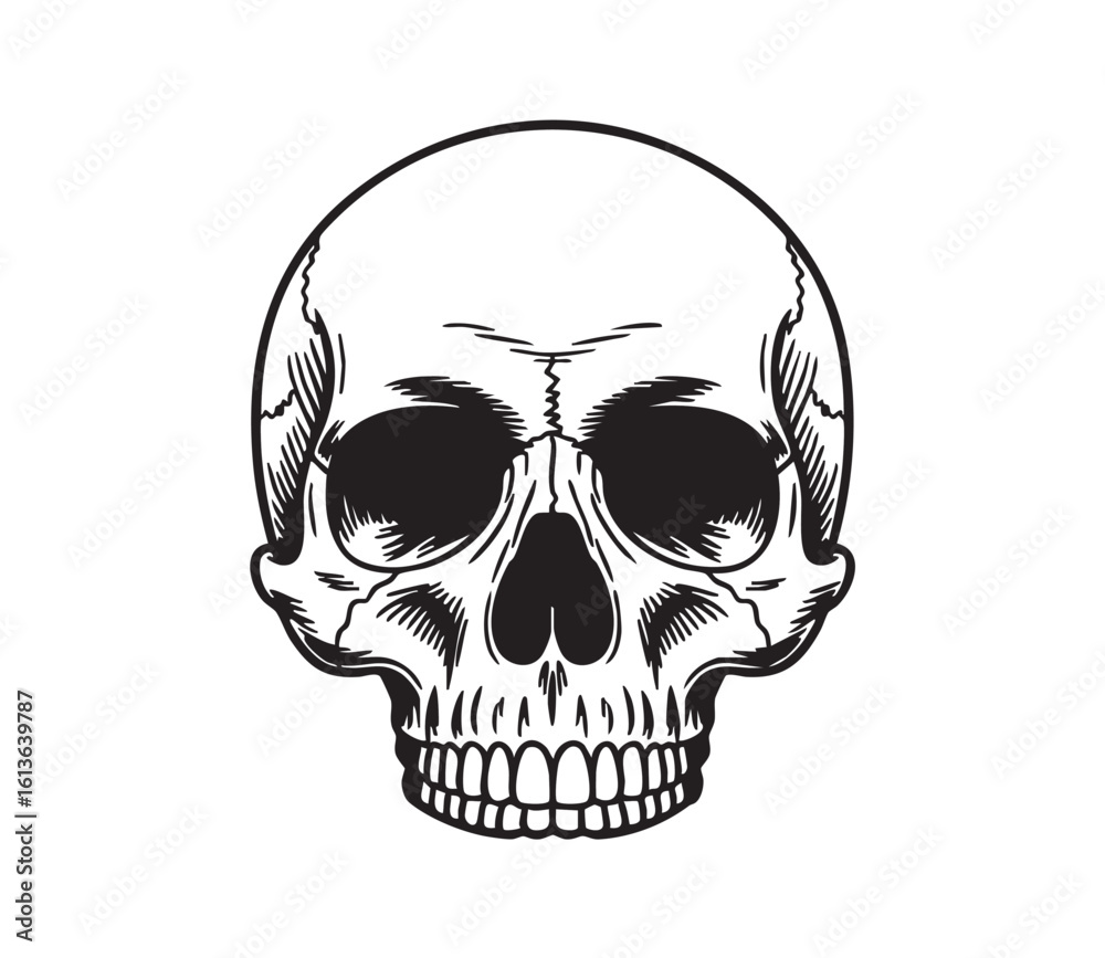Fototapeta premium Black and white line art illustration of a human skull facing forward skeleton bone