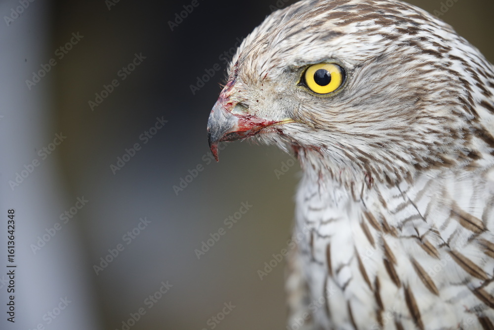 Fototapeta premium The hawk is a bird of prey in the family Accipitridae of the order Accipitridae
