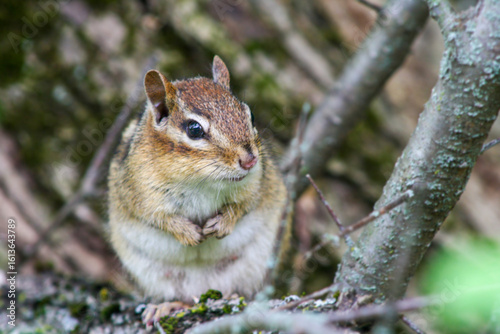 Eastern Chipmunk with folded paws in the forest