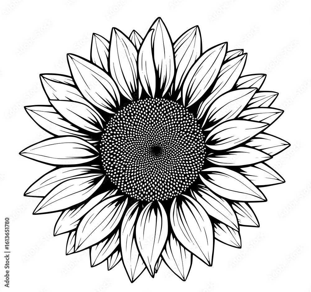 Fototapeta premium Stunning Black and White Sunflower Illustration: Detailed Botanical Art for Design Projects