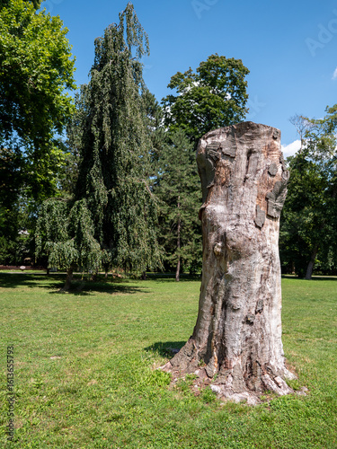 Photography Large tree stump on grass in Sad Janka Kráľa park, Bratislava, Slovakia