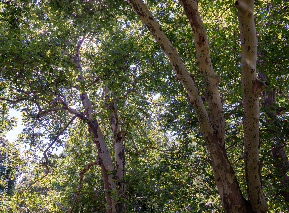 Fototapeta premium Plane trees (Platanus) with tall trunks and green leaves in summer, photographed from below in natural sunlight.