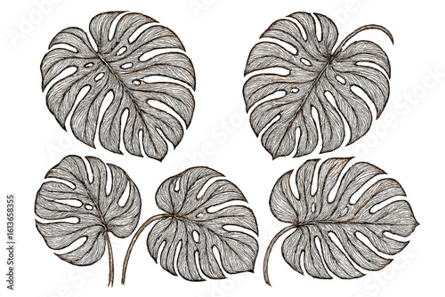 Collection of detailed monstera deliciosa leaves. Tropical jungle plant in vintage, hand-drawn sketch style. Botanical filigree vector element for exotic design.