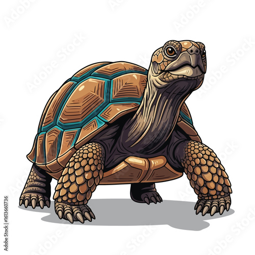 Tortoise reptile creature animal shell