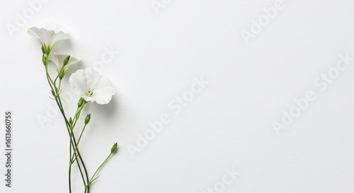 白地に咲く二輪の清楚な白い花、シンプルに配置された美しい花姿