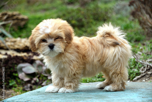 Fotografie small dog puppy lhasa apso shih tzu cute dog nature
