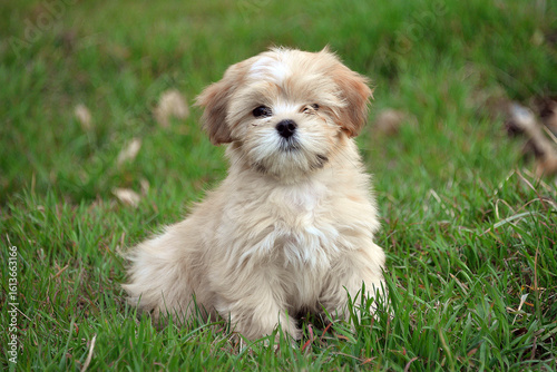 Papier peint little dog puppy lhasa apso shih tzu sitting on green grass cute dog