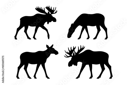 Wild moose silhouette vector set, bull and cow profiles with big antlers grazing, walking, standing, woodland wildlife design element, North American animal icon collection, black outline illustration