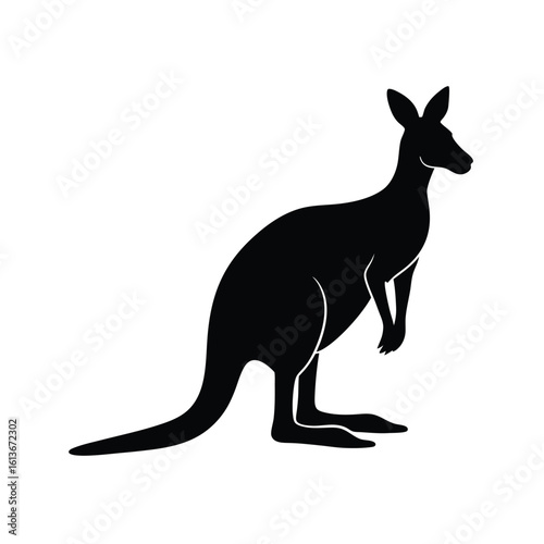 kangaroo vector illustration