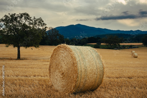 hay bales in the field