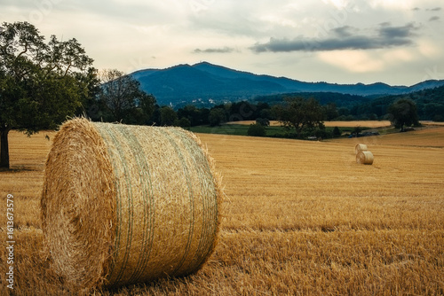 hay bales in the field