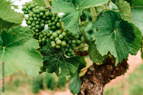 green grape vine